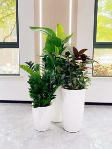 宁波鄞州花木租赁，性价比超高，速来！