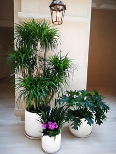 租前湾盆景，享实惠价格，开启美好空间！